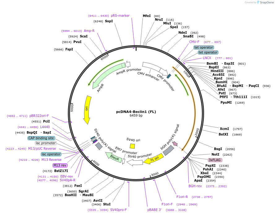 24388-plasmid-map-sequence-id-169128