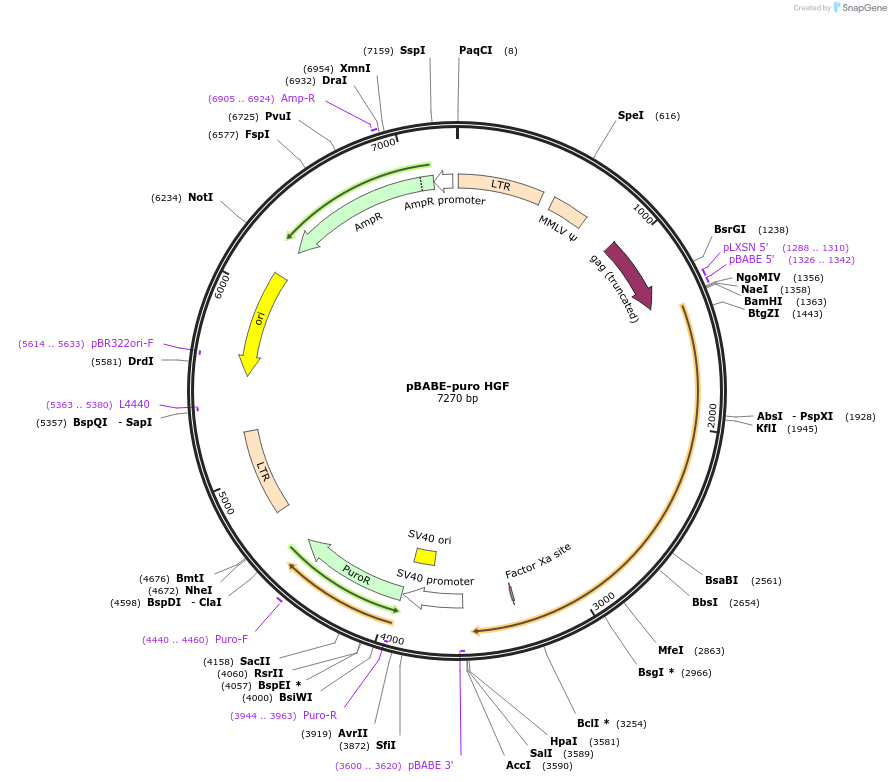 10901-plasmid-map-sequence-id-169129