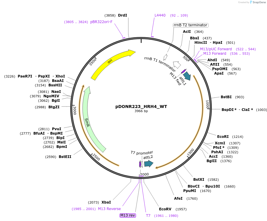 81786-plasmid-map-sequence-id-169135