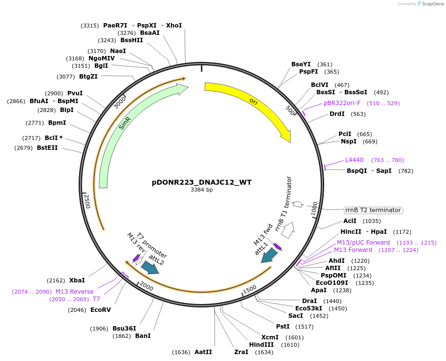 81974-plasmid-map-sequence-id-169136