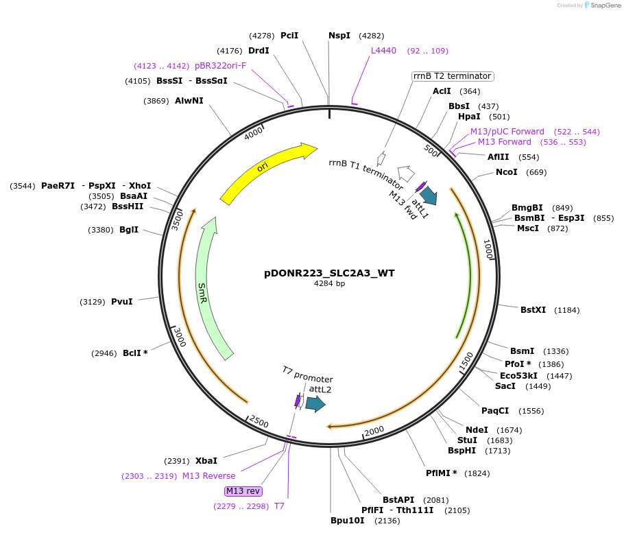 81787-plasmid-map-sequence-id-169137