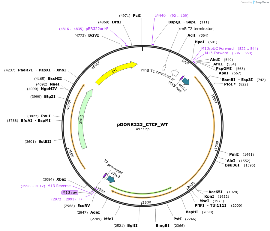 81789-plasmid-map-sequence-id-169140