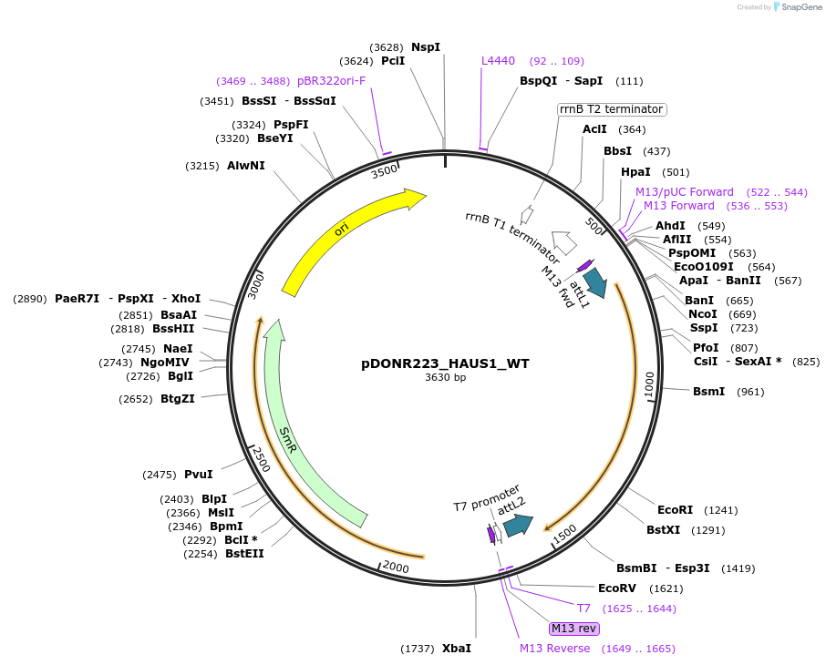 81790-plasmid-map-sequence-id-169143