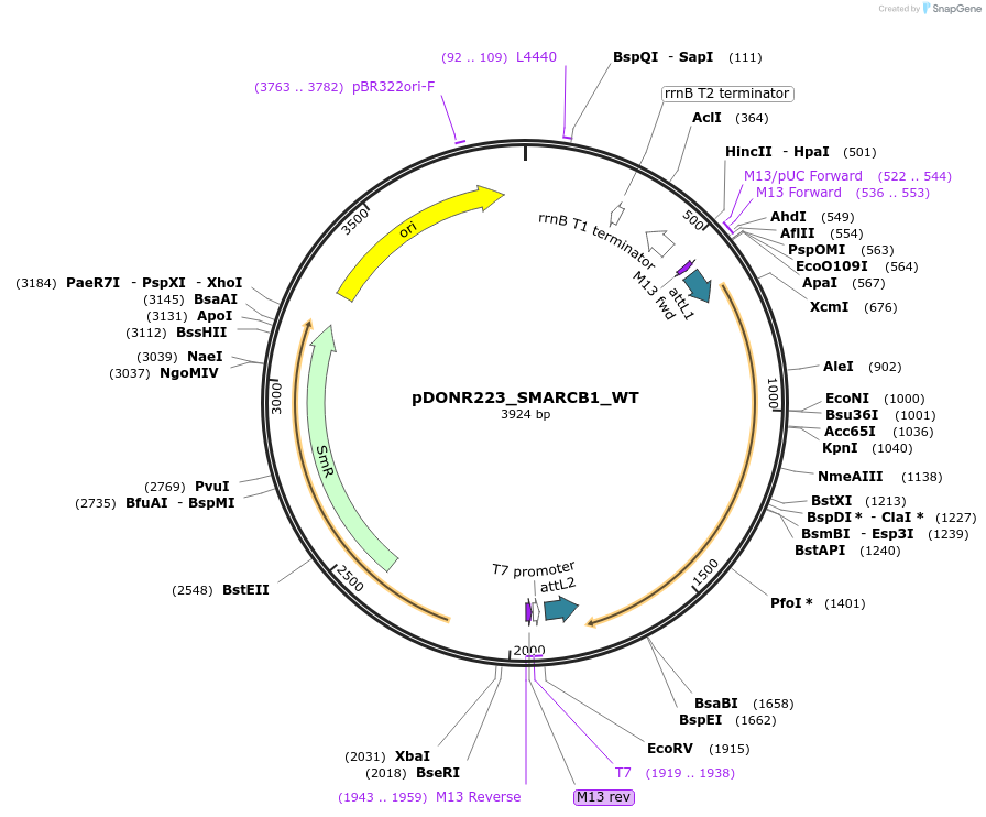 81791-plasmid-map-sequence-id-169144