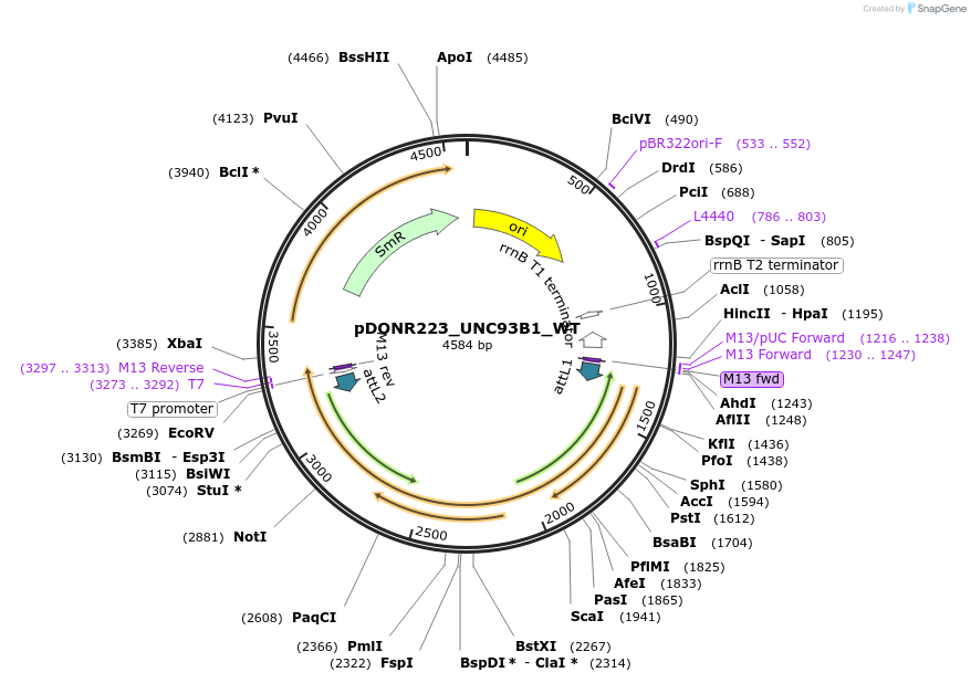 81977-plasmid-map-sequence-id-169145