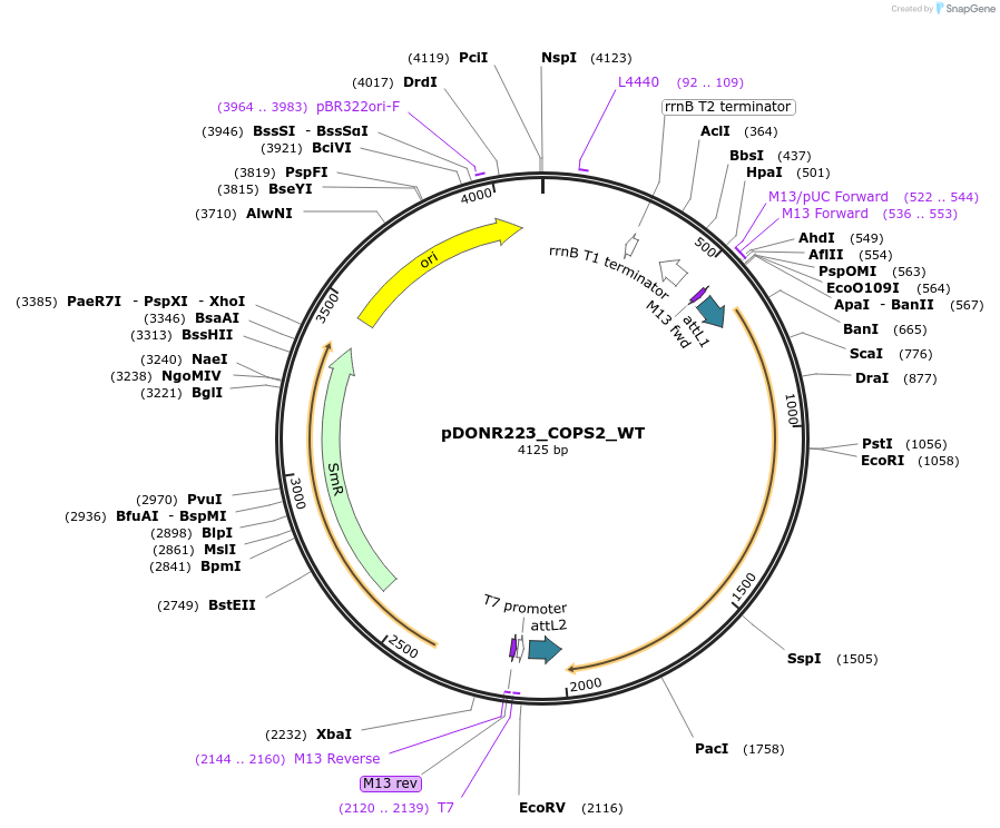 81793-plasmid-map-sequence-id-169147