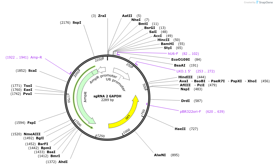 83809-plasmid-map-sequence-id-169148