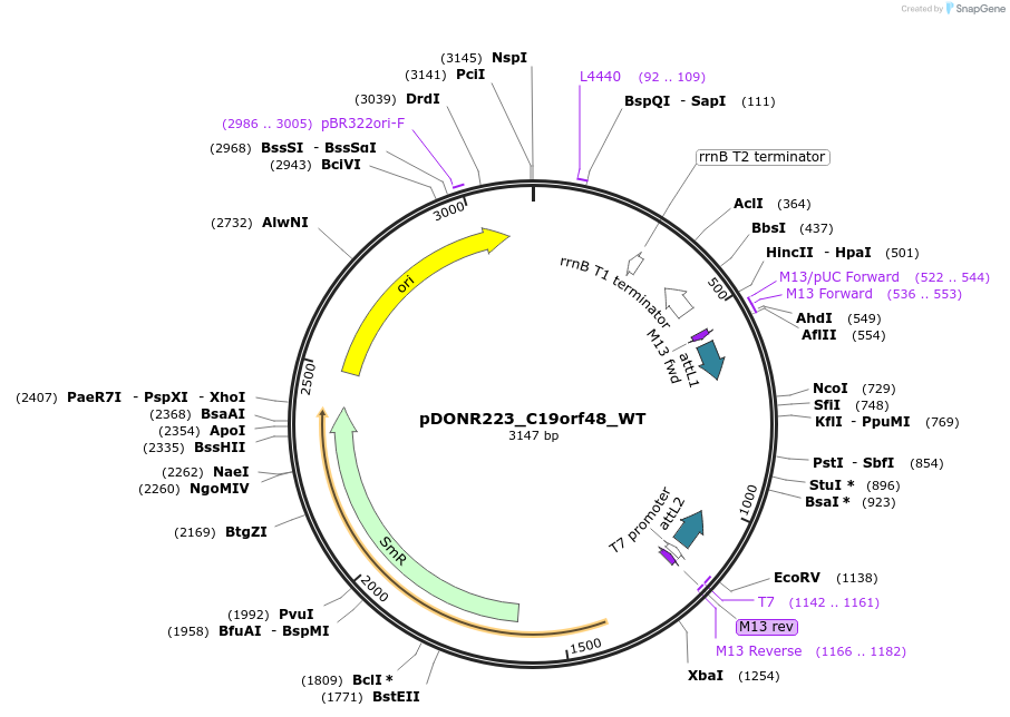 81794-plasmid-map-sequence-id-169150