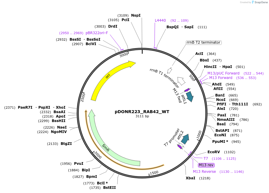 81796-plasmid-map-sequence-id-169153