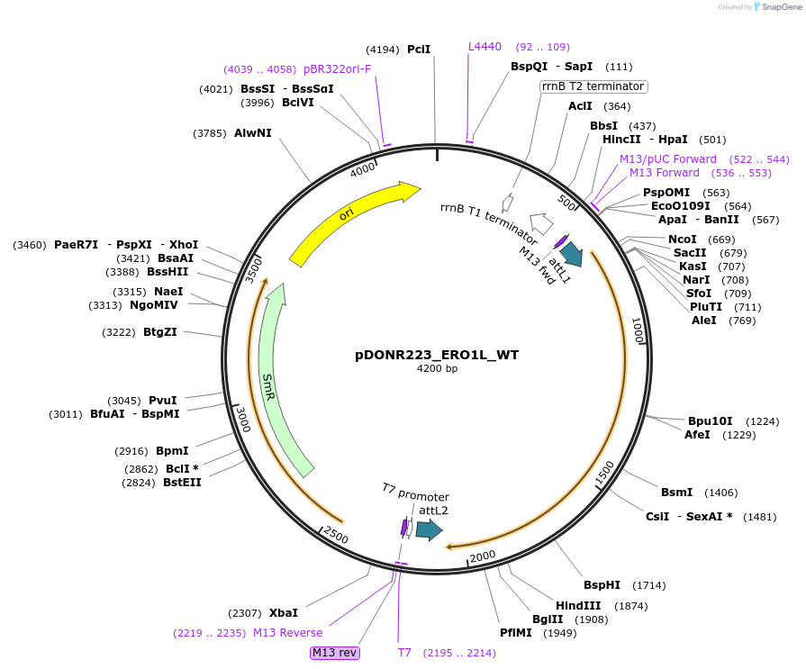 81797-plasmid-map-sequence-id-169155