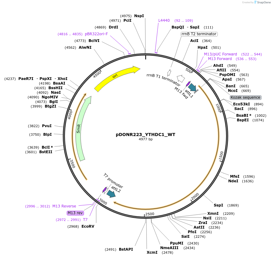 81799-plasmid-map-sequence-id-169157
