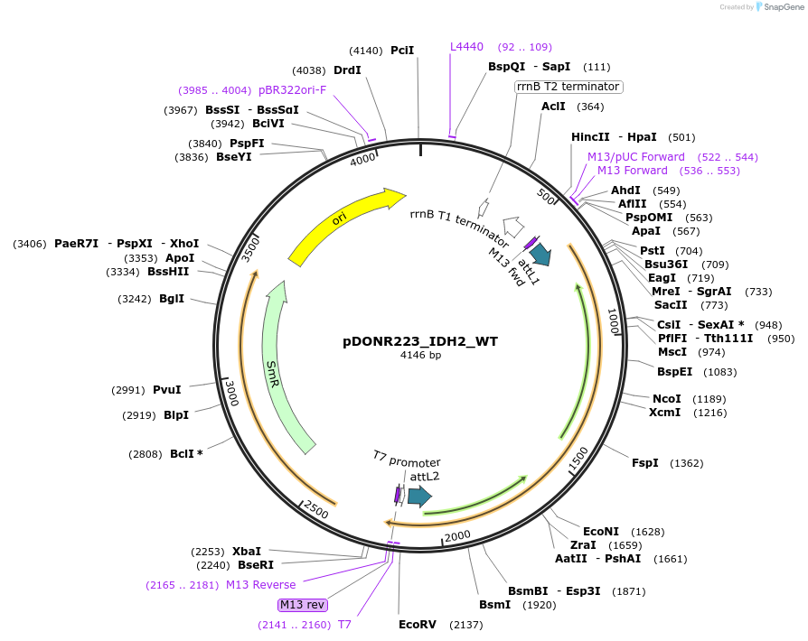 81800-plasmid-map-sequence-id-169158
