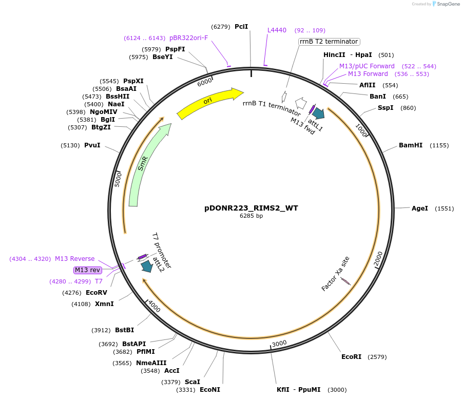 81803-plasmid-map-sequence-id-169161