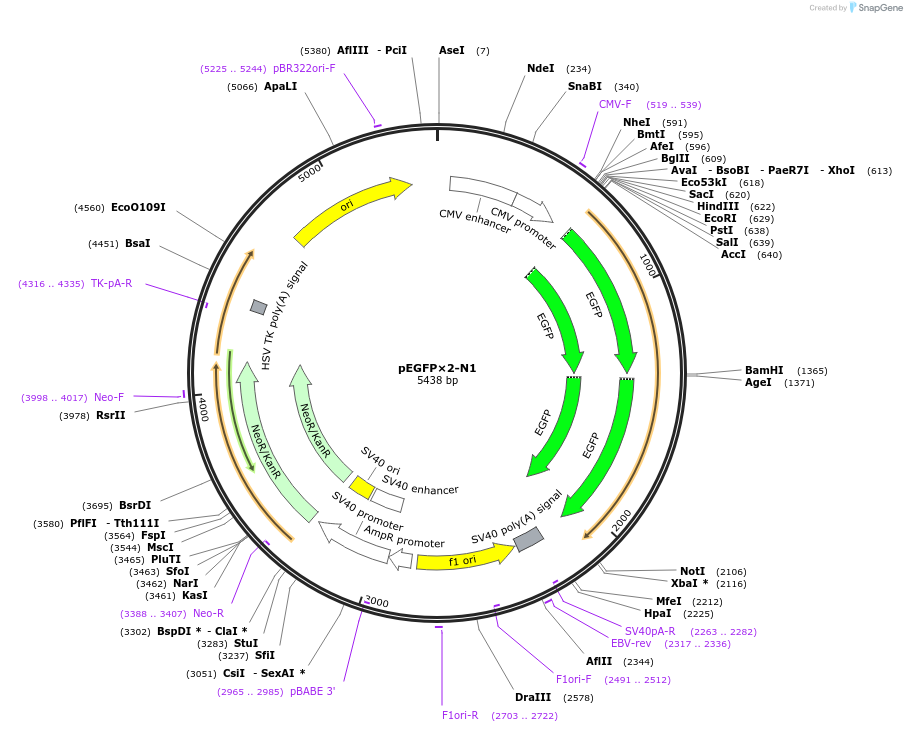 86775-plasmid-map-sequence-id-169163