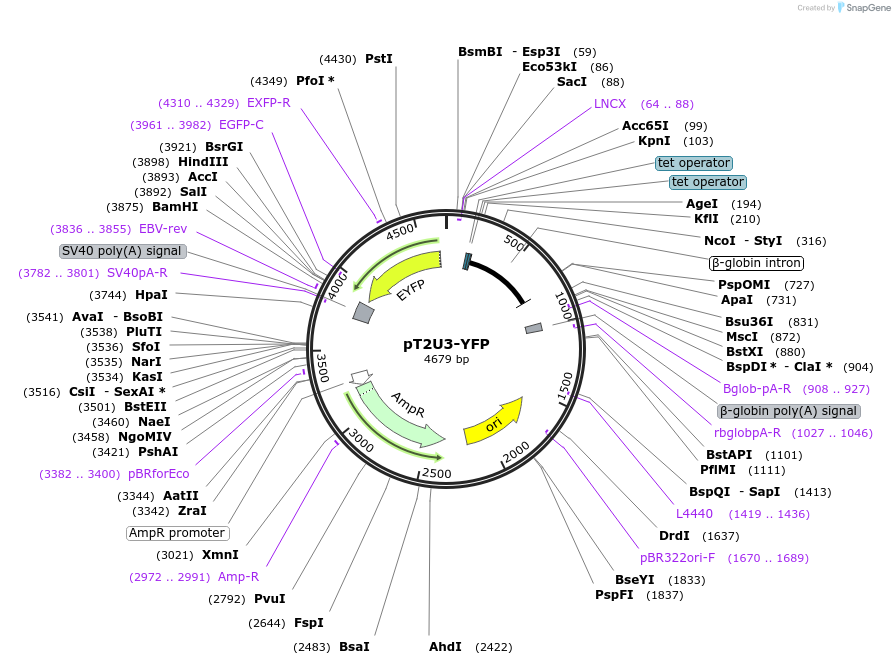 84547-plasmid-map-sequence-id-169177