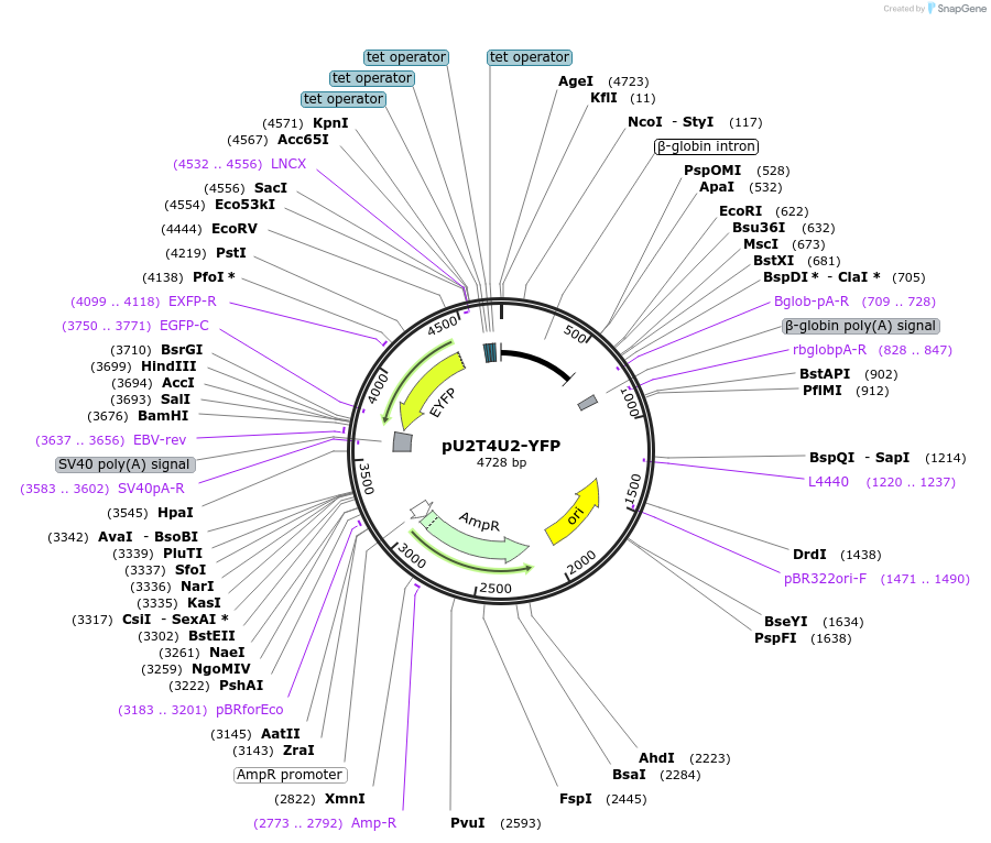 84551-plasmid-map-sequence-id-169194