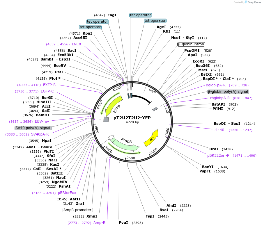 84552-plasmid-map-sequence-id-169198