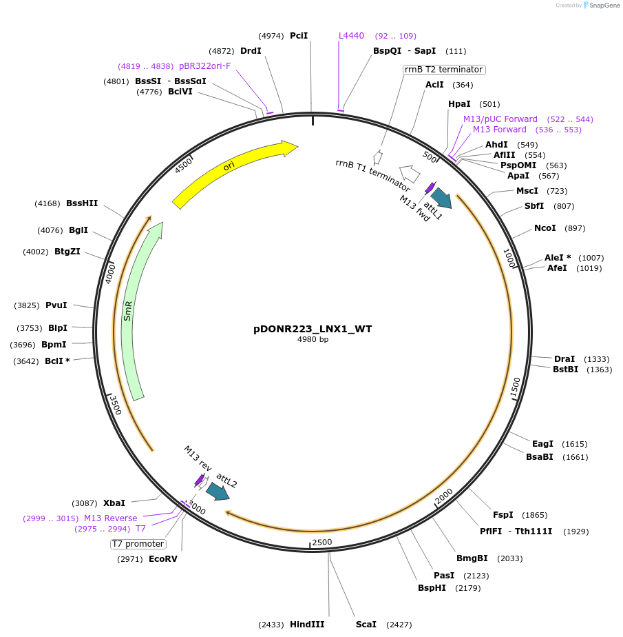 81804-plasmid-map-sequence-id-169219