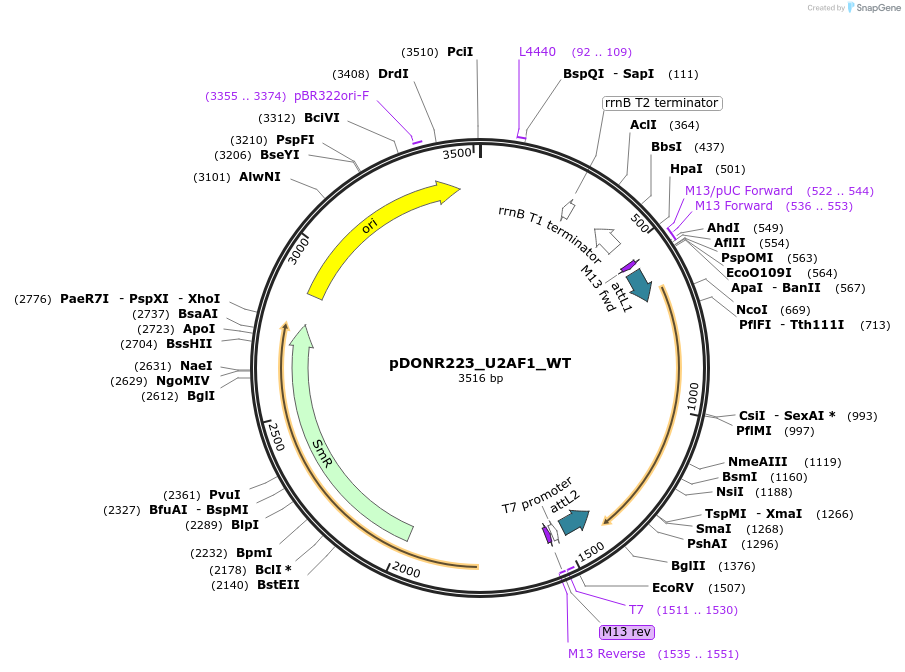 81807-plasmid-map-sequence-id-169224