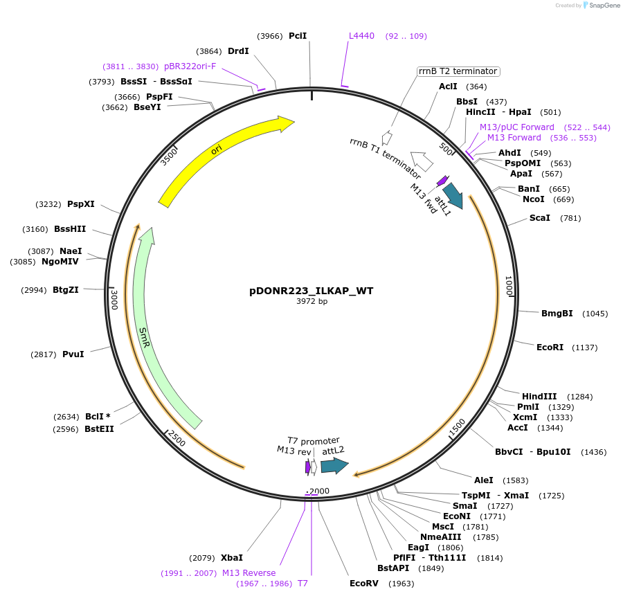 81809-plasmid-map-sequence-id-169229