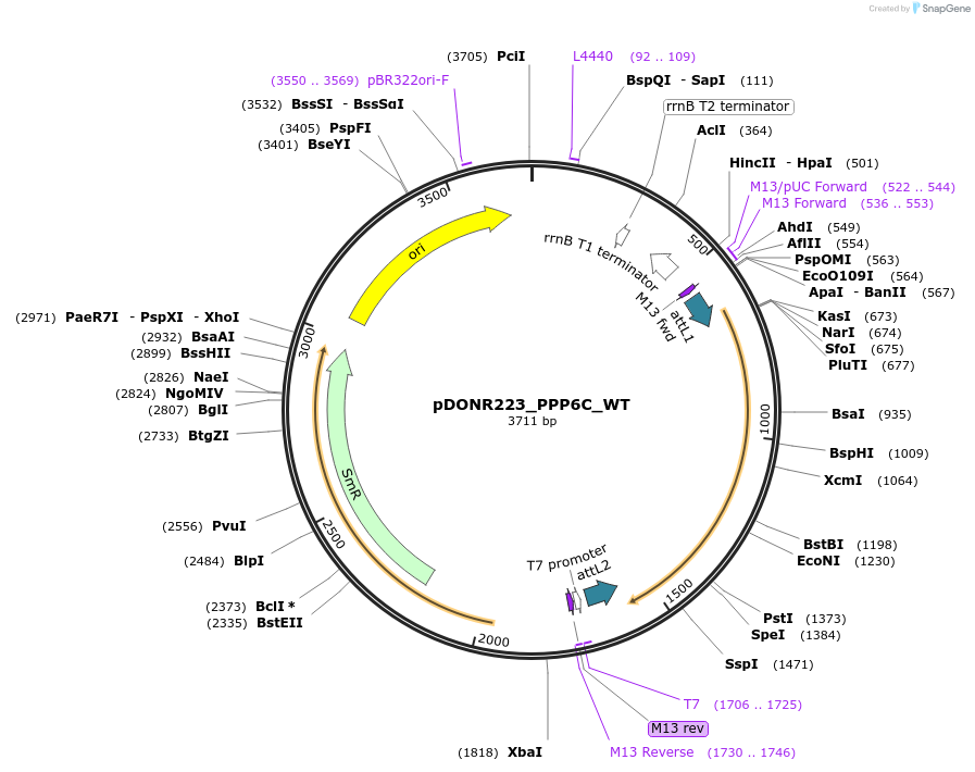 81811-plasmid-map-sequence-id-169231