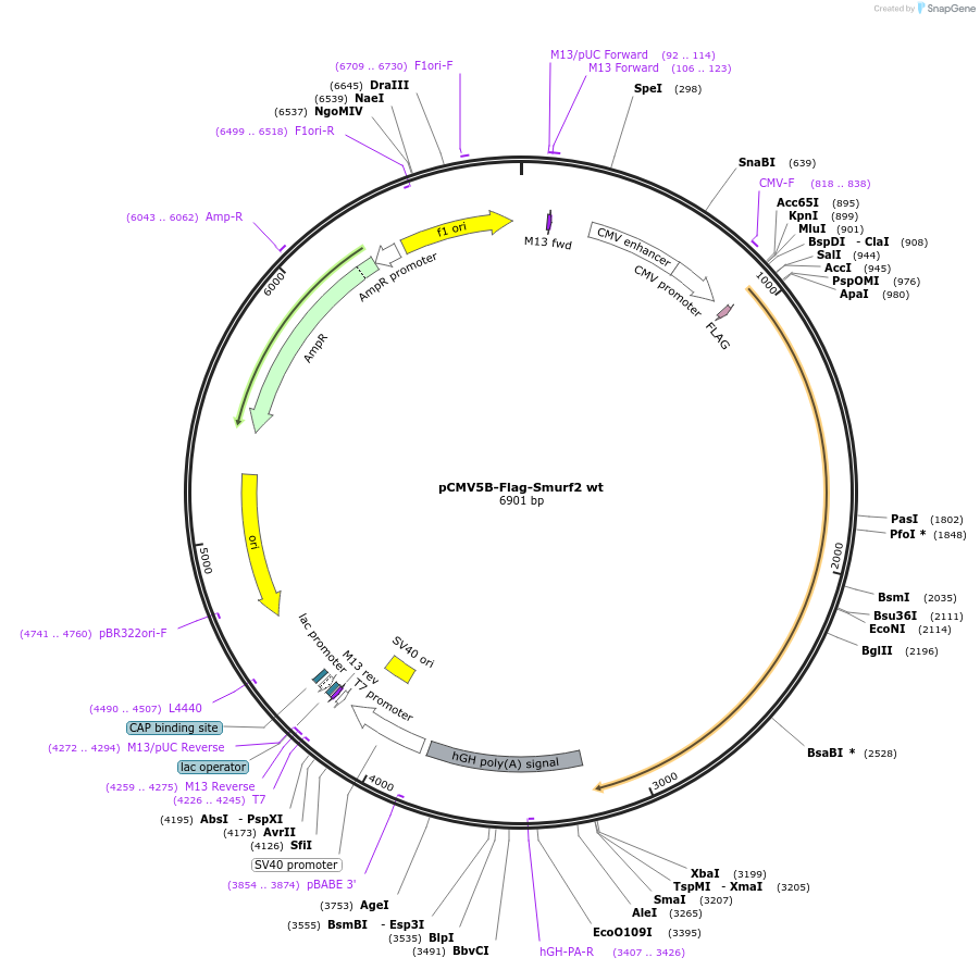 11746-plasmid-map-sequence-id-169234