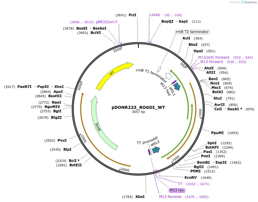 81814-plasmid-map-sequence-id-169237