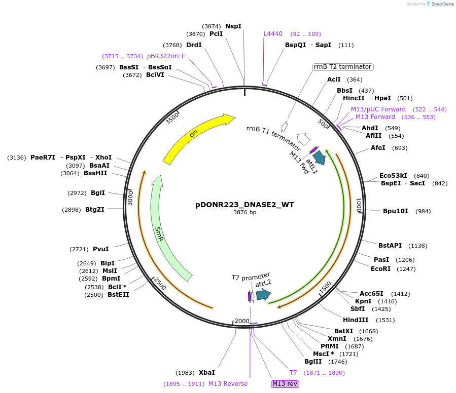81815-plasmid-map-sequence-id-169239