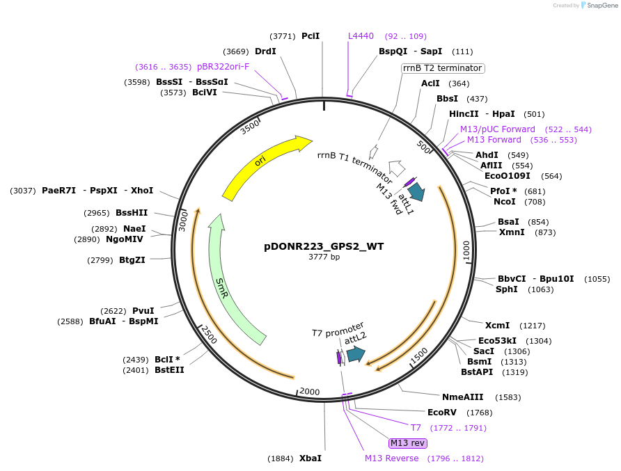 81816-plasmid-map-sequence-id-169241