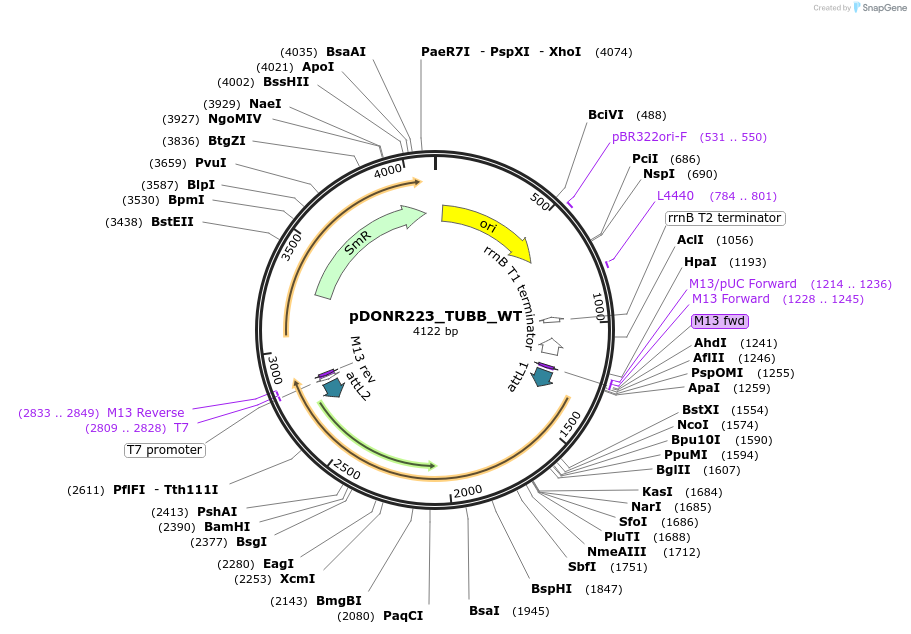 81990-plasmid-map-sequence-id-169247
