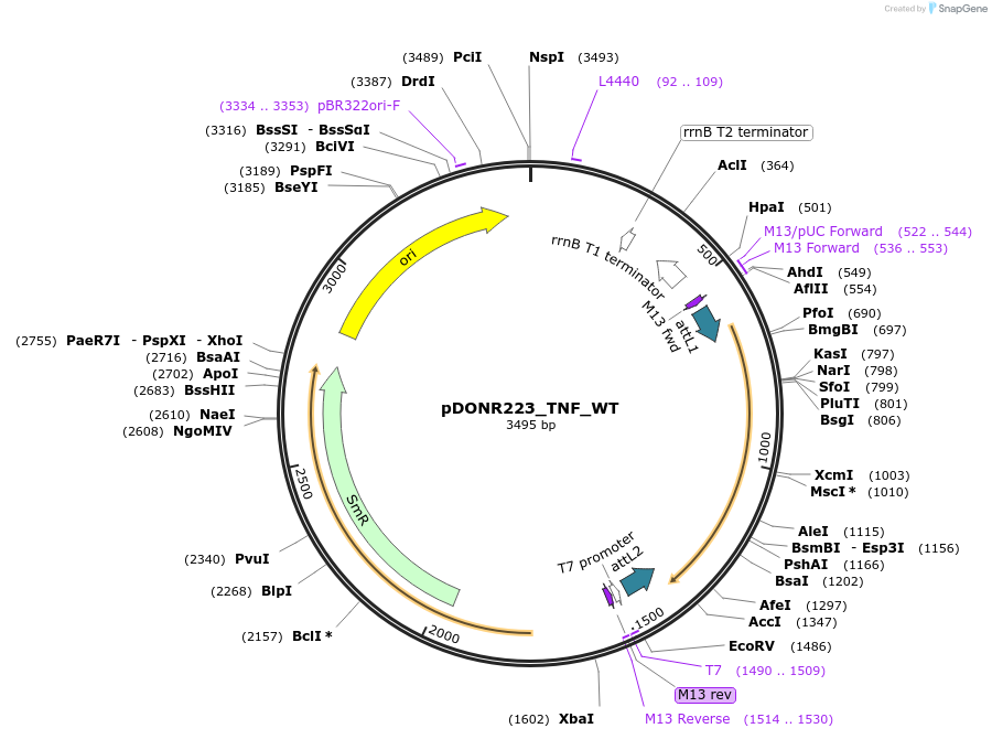 81824-plasmid-map-sequence-id-169251