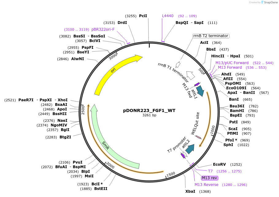 81825-plasmid-map-sequence-id-169252