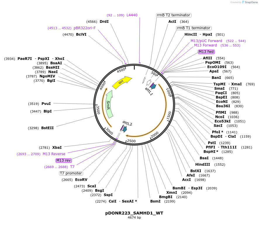 81899-plasmid-map-sequence-id-169259