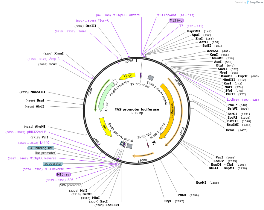 8890-plasmid-map-sequence-id-169260