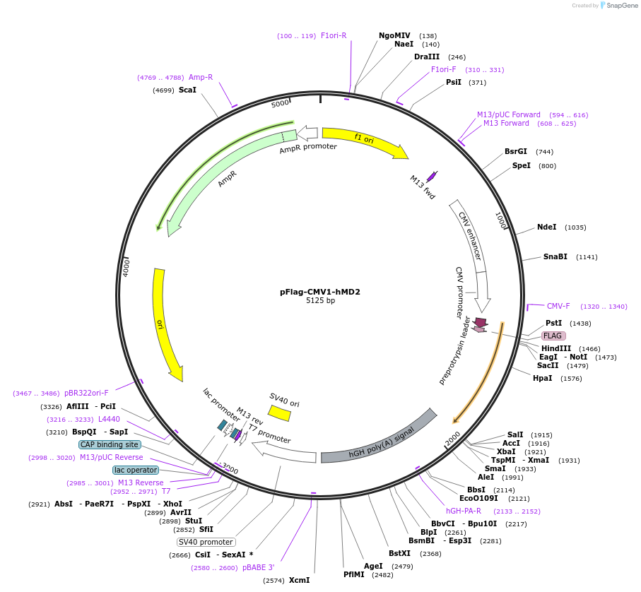 13028-plasmid-map-sequence-id-169271