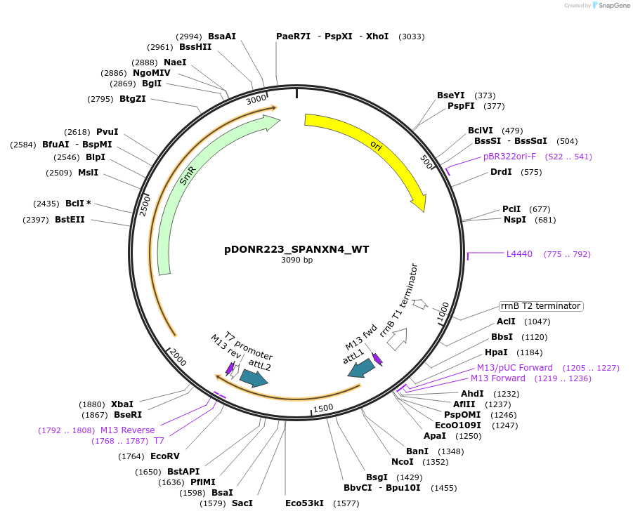 81998-plasmid-map-sequence-id-169273