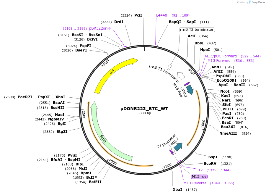 81904-plasmid-map-sequence-id-169281