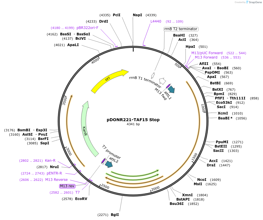 84895-plasmid-map-sequence-id-169287