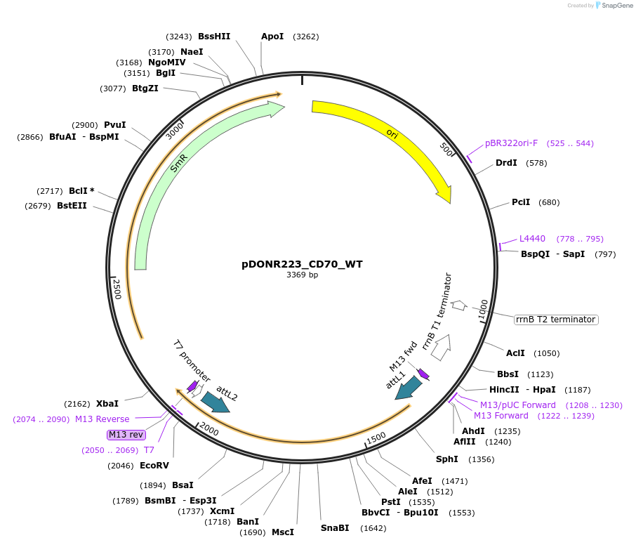 82003-plasmid-map-sequence-id-169291