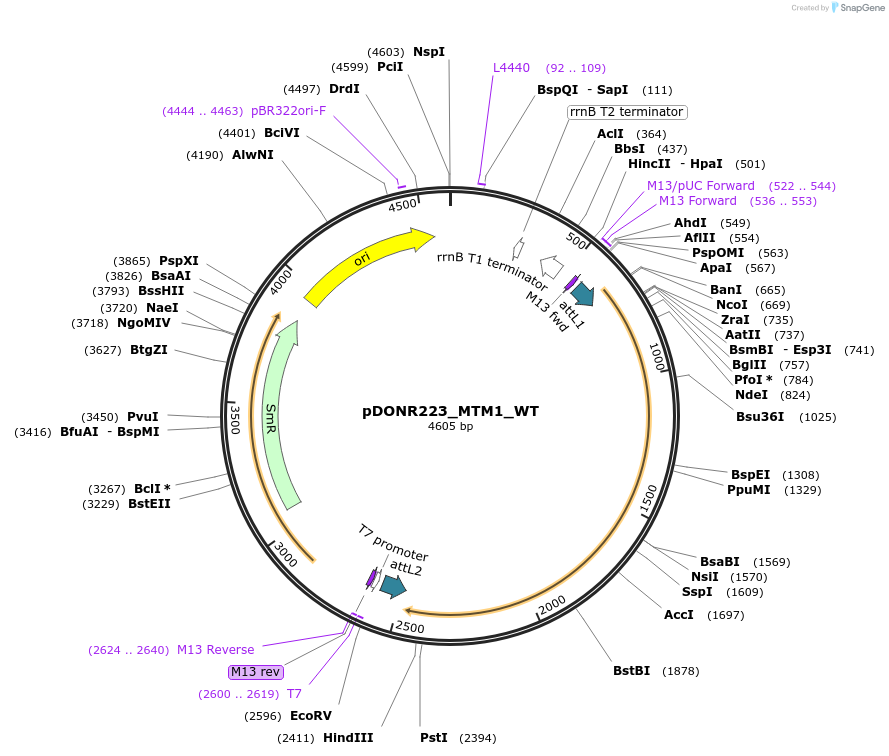 81908-plasmid-map-sequence-id-169310