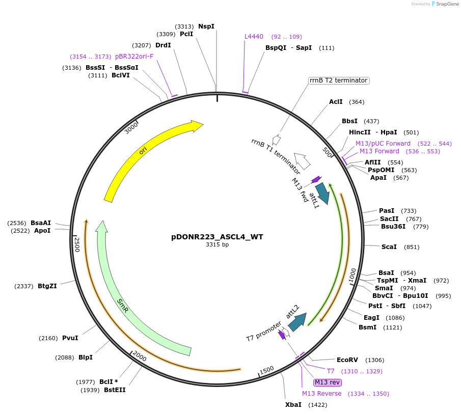 81909-plasmid-map-sequence-id-169313