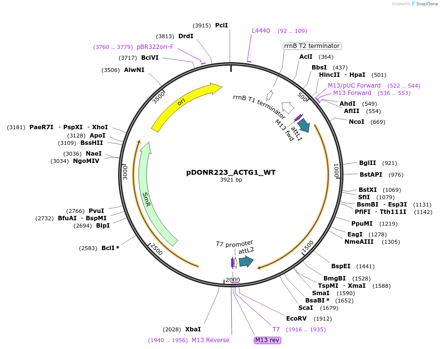 81912-plasmid-map-sequence-id-169320
