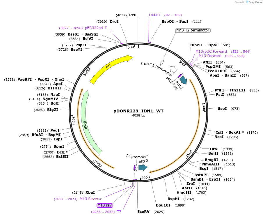 81921-plasmid-map-sequence-id-169336