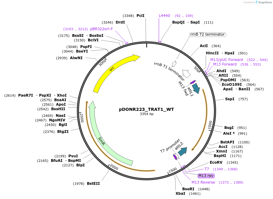 81922-plasmid-map-sequence-id-169337
