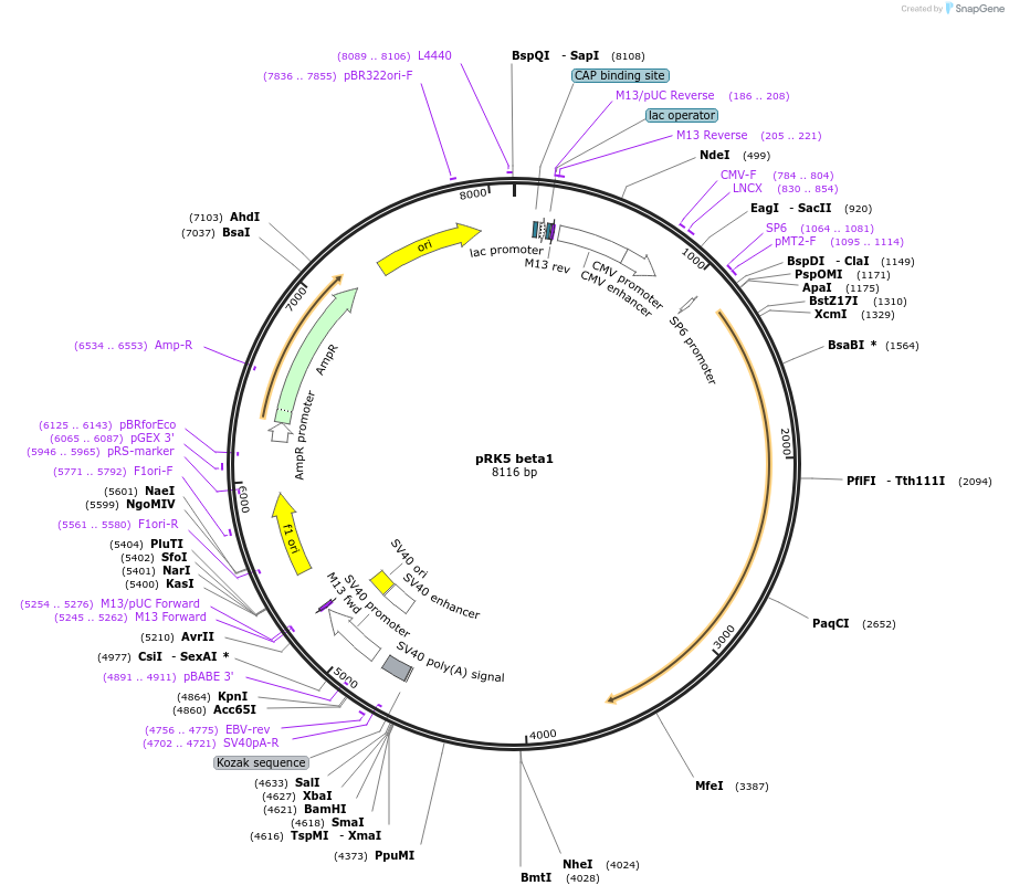 16042-plasmid-map-sequence-id-169365