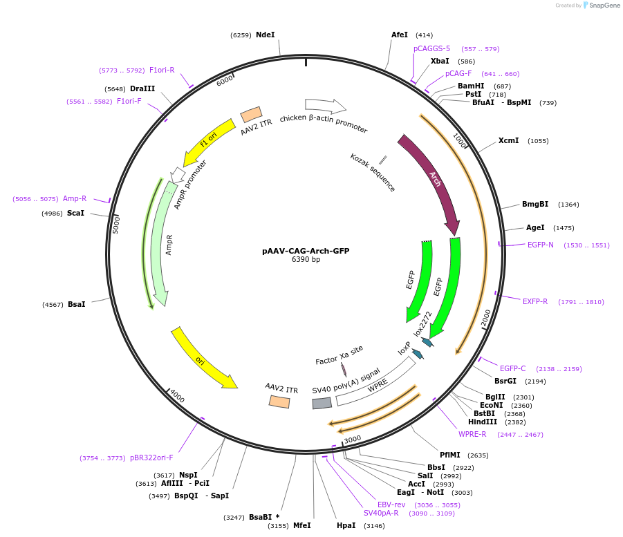 37810-plasmid-map-sequence-id-169368