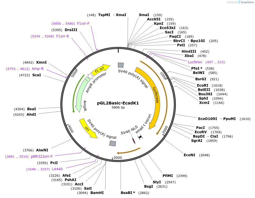19290-plasmid-map-sequence-id-169373
