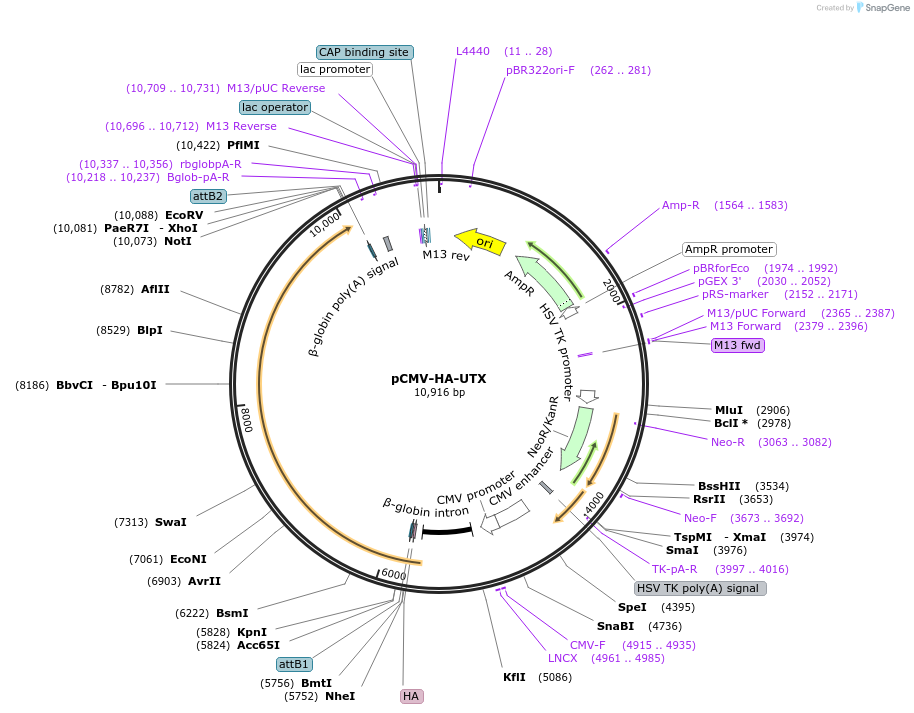 24168-plasmid-map-sequence-id-169377