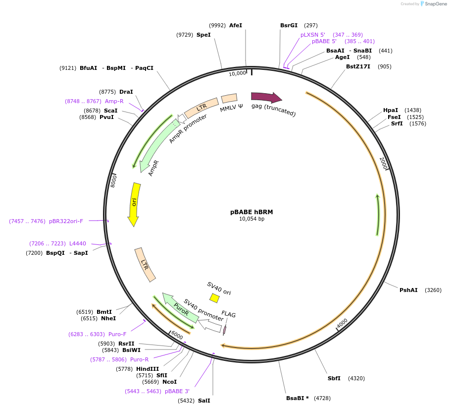 1961-plasmid-map-sequence-id-169378