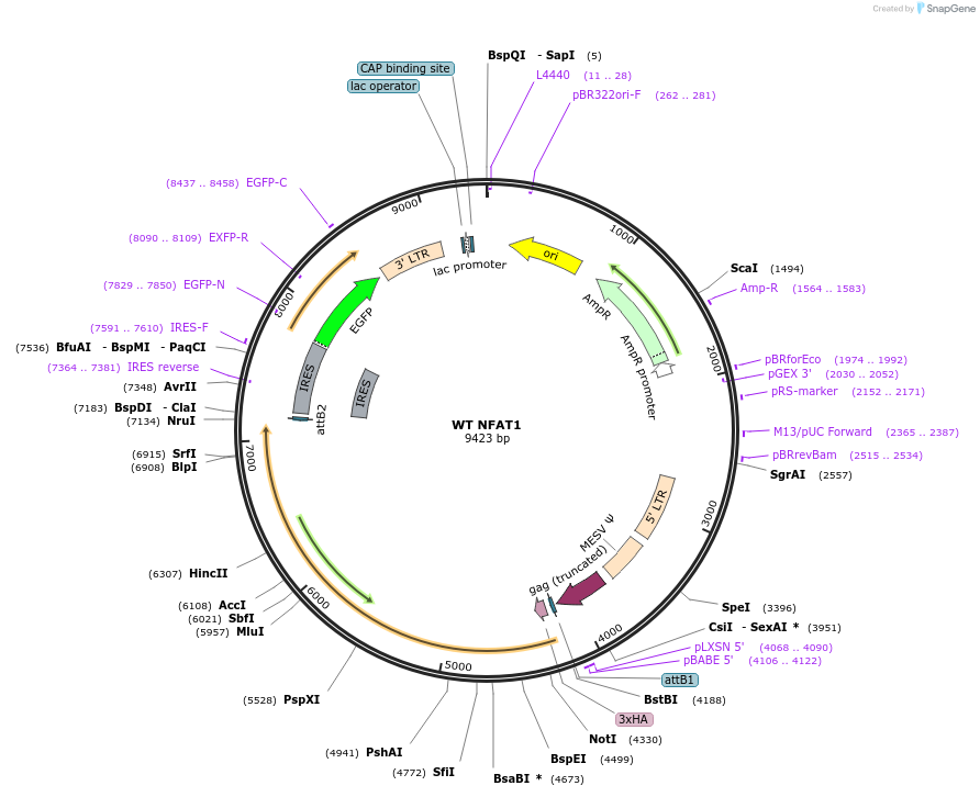 11100-plasmid-map-sequence-id-169380
